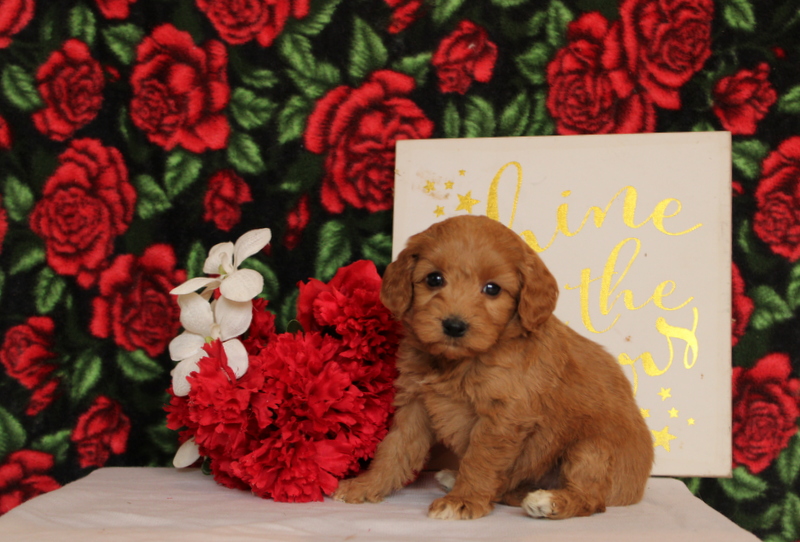 puppy, for, sale, Mini Goldendoodle F2, Matthew B. Stoltzfus, dog, breeder, Gap, PA, dog-breeder, puppy-for-sale, forsale, nearby, find, puppyfind, locator, puppylocator, aca